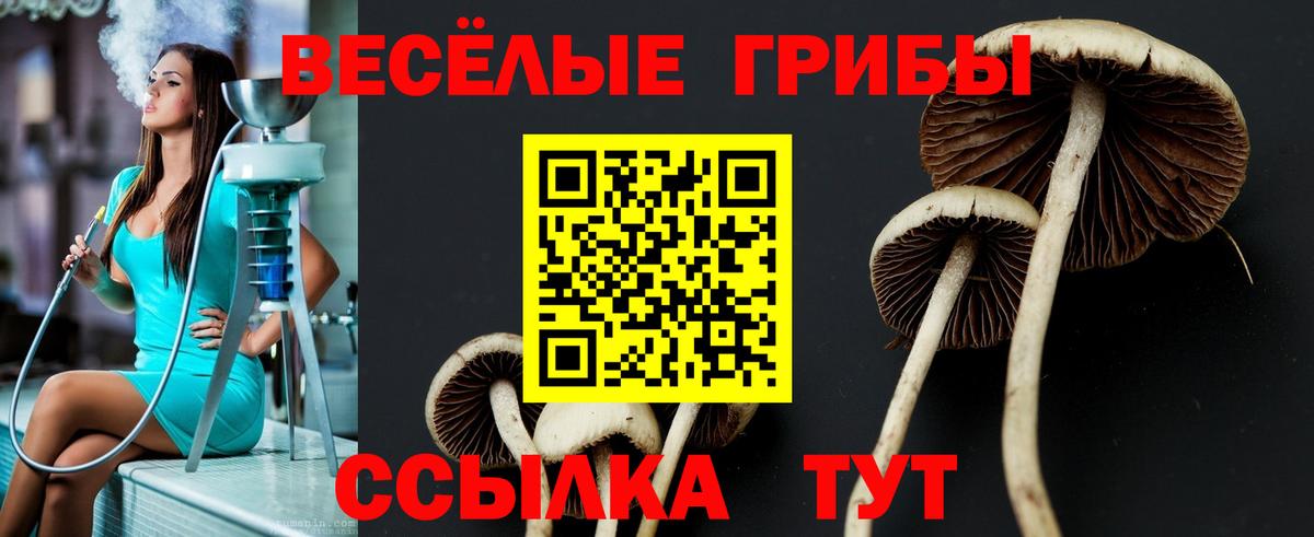Псилоцибиновые грибы Psilocybe  Вход с VPN  Канаш 